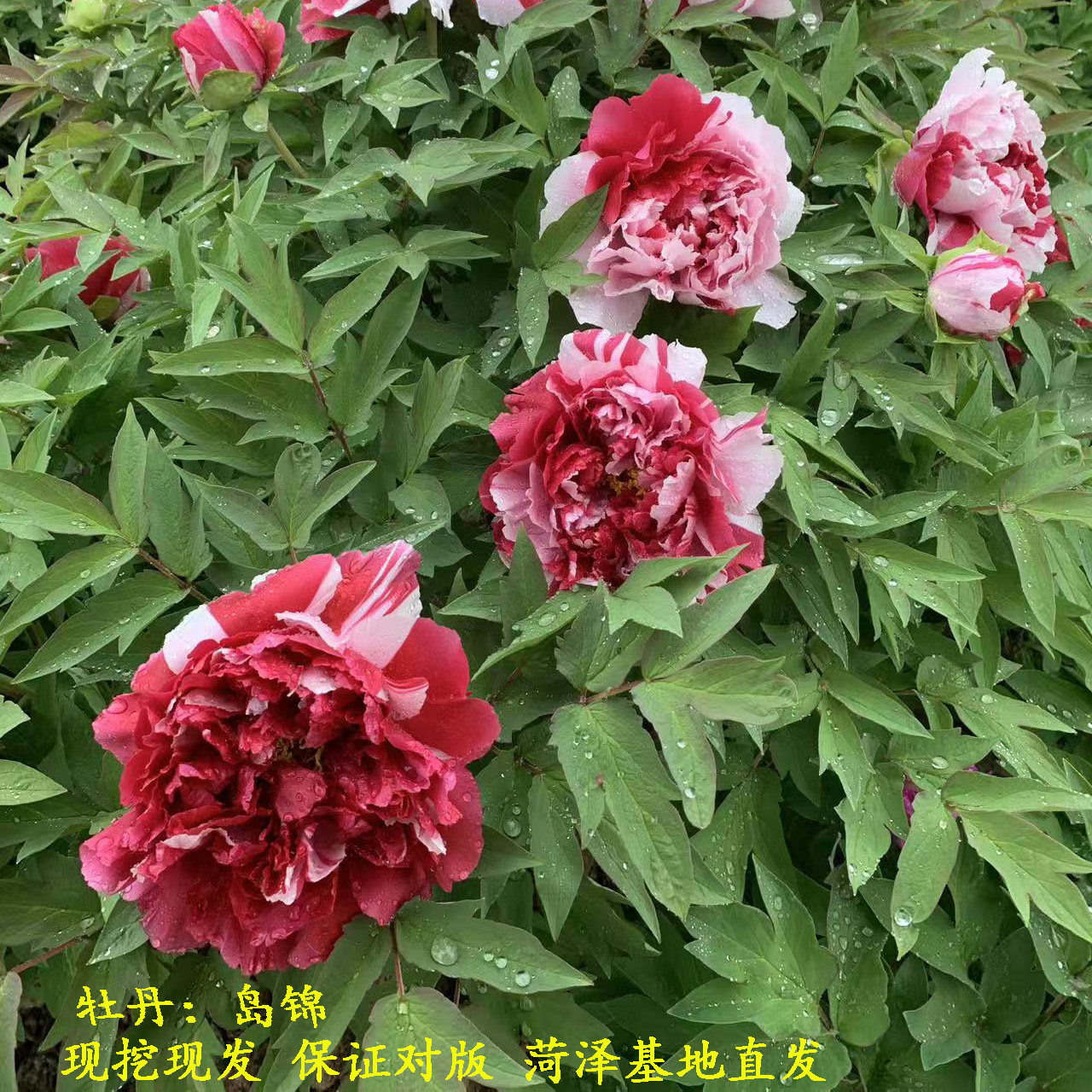 独干牡丹树黄冠花王岛锦乌云集盛彩绘花兢珊瑚台霓虹幻彩泼墨初乌