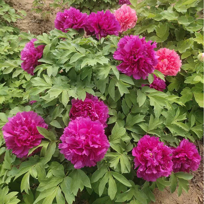 菏泽洛阳紫红色重瓣庭院牡丹花苗
