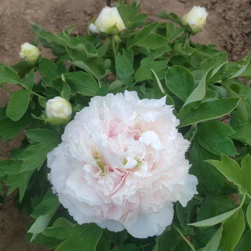雪山青松菏泽洛阳正宗牡丹苗白色观赏大花重瓣大苗树苗庭院盆栽