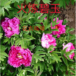 菏泽洛阳正宗牡丹花苗火炼碧玉观赏重瓣大苗树苗庭院盆栽带花苞