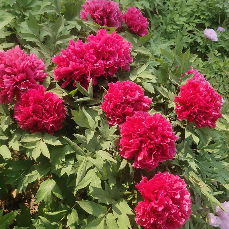 花王菏泽正宗牡丹花苗红色进口观赏重瓣大苗树苗庭院盆栽带花苞