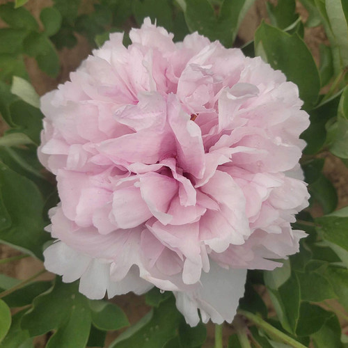 菏泽洛阳蓝绣球重瓣庭院牡丹花苗