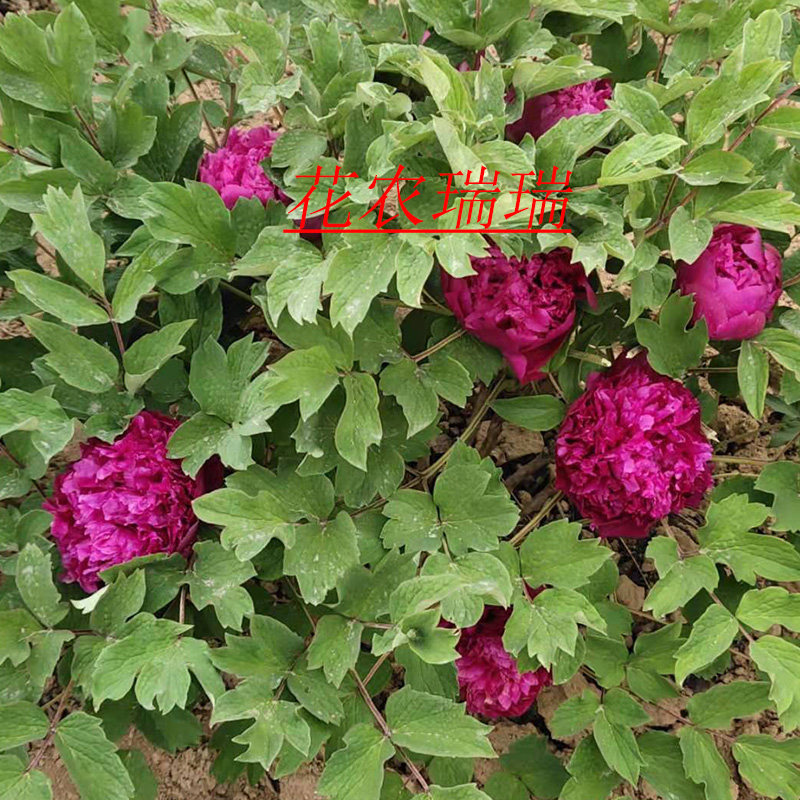 菏泽洛阳正宗牡丹花苗紫红色藏枝红重瓣观赏大苗树苗庭院盆栽花卉