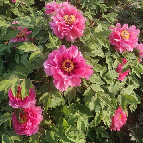 菏泽牡丹庭院春季观赏