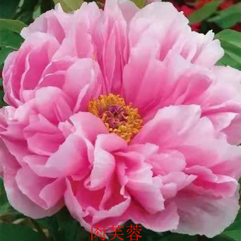 菏泽洛阳正宗牡丹花苗庭院