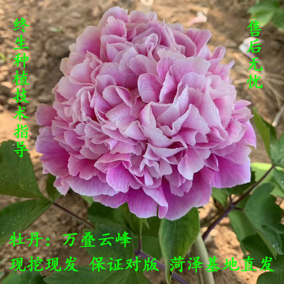 万叠云峰复色牡丹大花重瓣观赏大苗树苗庭院盆栽地栽菏泽基地直发