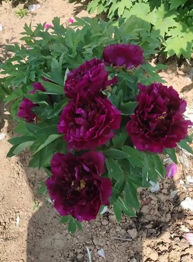 菏泽正宗牡丹花苗黑色包公面观赏大花重瓣大苗树苗庭院盆栽带花苞