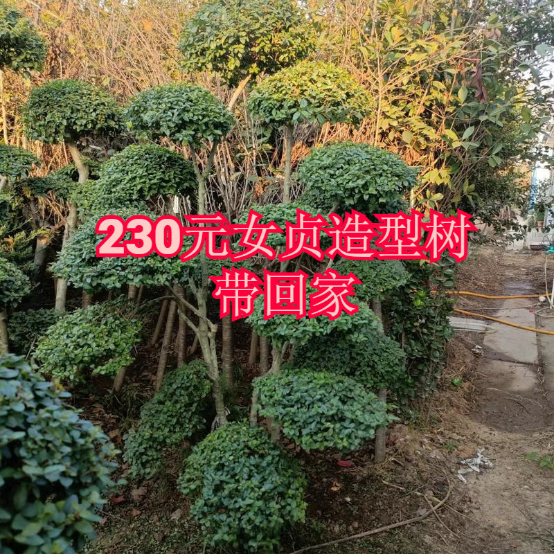 直销小叶女贞造型树盆景工程绿化别墅庭院地栽四季常青一物一拍
