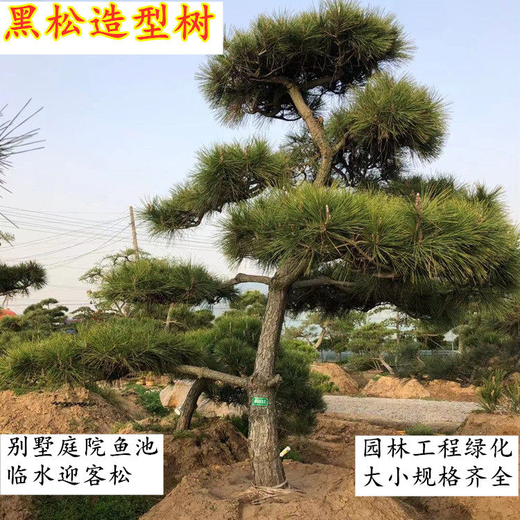 黑松造型树别墅庭院精品四季常青大型迎客松盆景园林绿化树苗植物|msdalam kategori penghantaran bunga/bunga simulasi/tumbuhan berkebun, bunga/Tumbuh-tumbuhan tumbuh-tumbuhan pasu (baru), tumbuh-tumbuhan hijau - dari Buy2taobao.com untuk memberikan perkhidmatan ejen Taobao profesional membeli