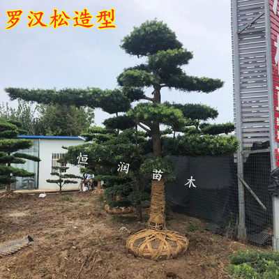 罗汉松地栽恒润基地直发送到家