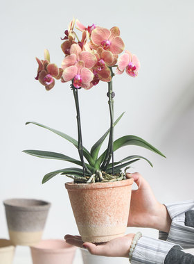 侘寂风复古陶泥花盆蝴蝶兰植物陶土透气盆民宿小号粗陶土培花器