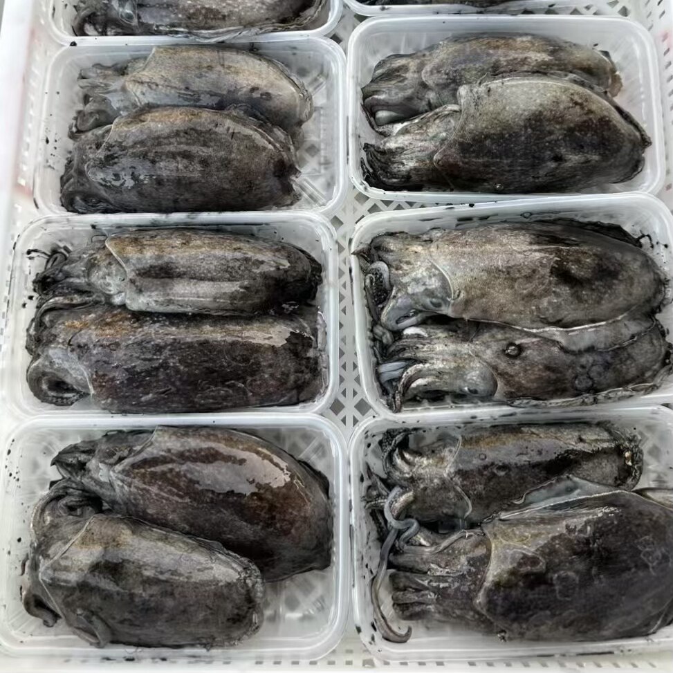 墨鱼宝宝 鲜活 东山岛野生海鲜 墨鱼目鱼墨斗鱼乌贼