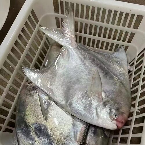 斗鲳鱼东山岛海鲜深海鱼鲳鱼王