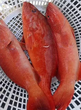 东星斑现捕鲜活活冻东山岛海鲜