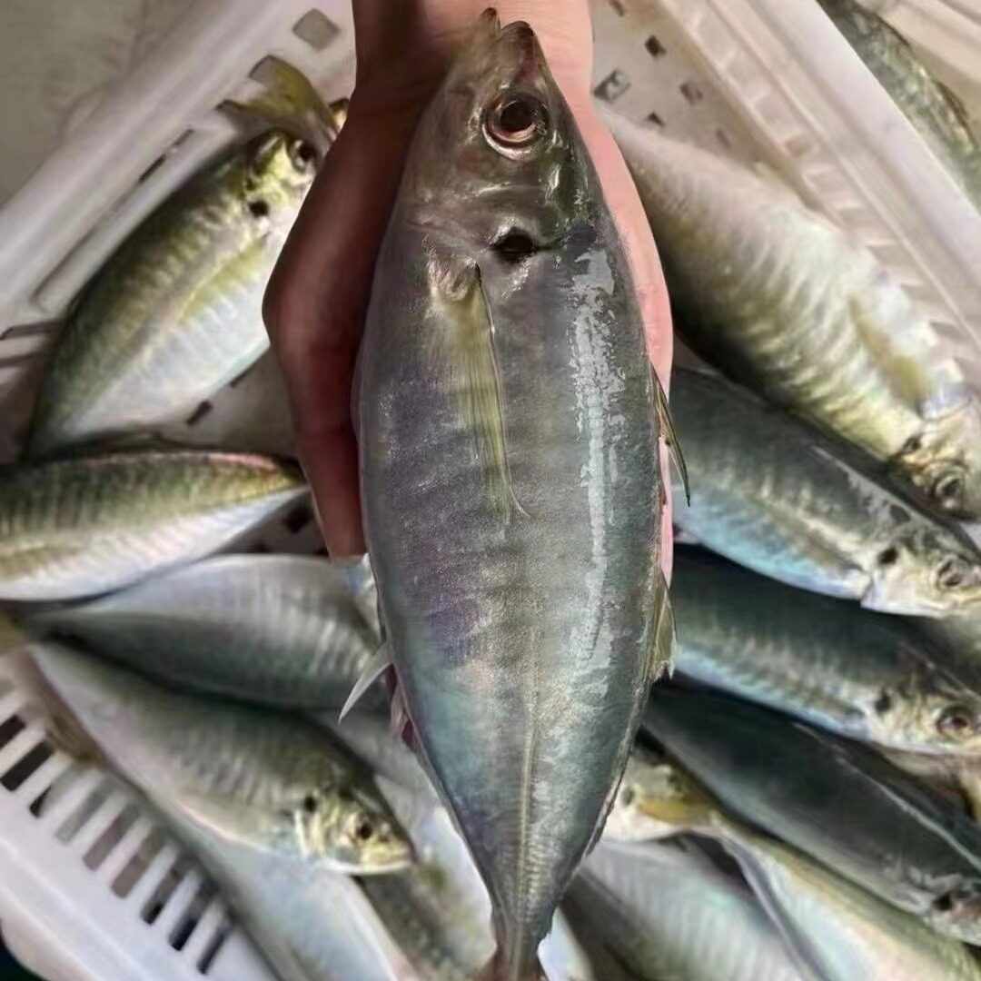 巴浪鱼约4只 500g 东山岛海鲜海捕鱼 小竹夹鱼肉质细腻油脂丰富