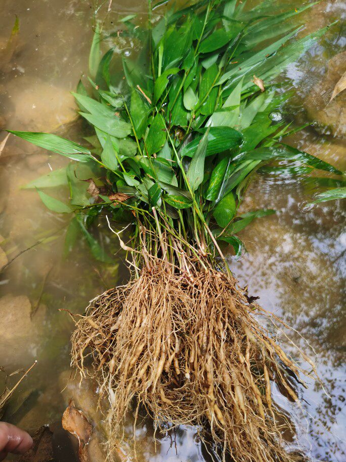 新鲜淡竹山叶鸡米中药材新晒淡竹叶茶干货石竹茶药用淡竹叶根包邮