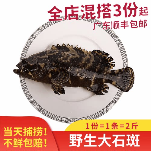 阳江特产海鲜新鲜海捕野生大石斑鱼青斑龙趸鱼龙胆鱼老虎斑 1000g - 封面