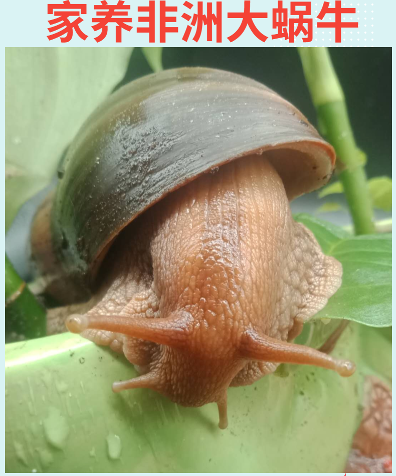 皱疤坚螺小蜗牛宠物蜗牛活体山蜗牛学生科普幼儿科学网红蜗牛活体