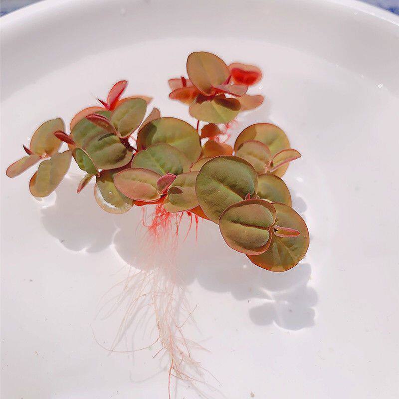 水浮莲水养草红毛丹苗水生植物池塘鱼缸造景养殖净化水质水培花卉