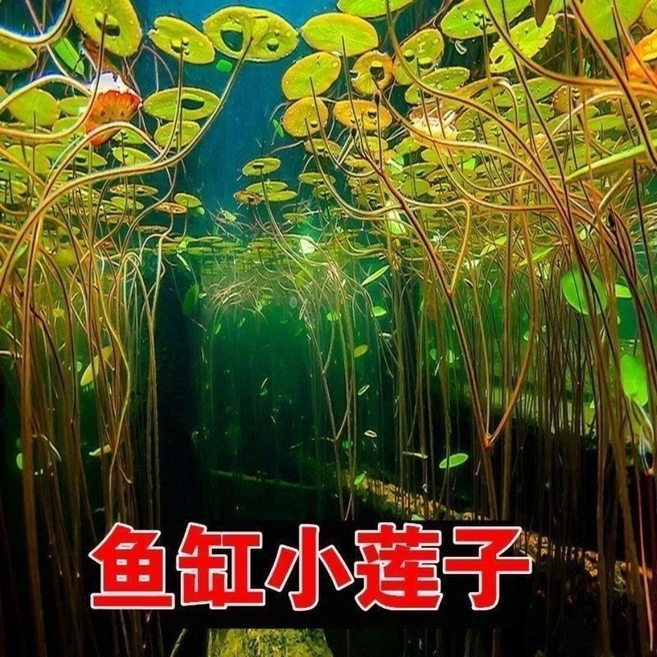 已开口碗莲种子水培植物开花水养睡莲水生荷花室内盆栽花卉莲花种