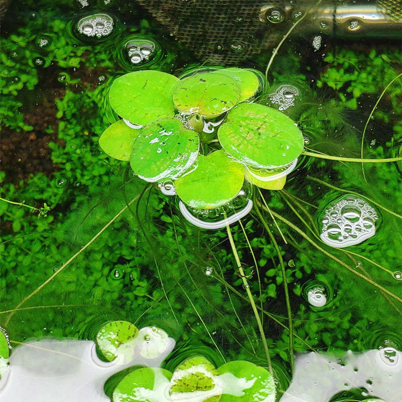 圆心萍浮萍水草净化水质水培绿植庭院办公室鱼虾龟缸造景漂浮水草