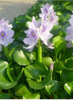 鱼缸净水小浮萍水葫芦水芙蓉浮性水草水藻水芙蓉萍活体水植物造景