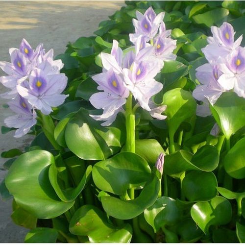 鱼缸净水小浮萍水葫芦水芙蓉浮性水草水藻水芙蓉萍活体水植物造景