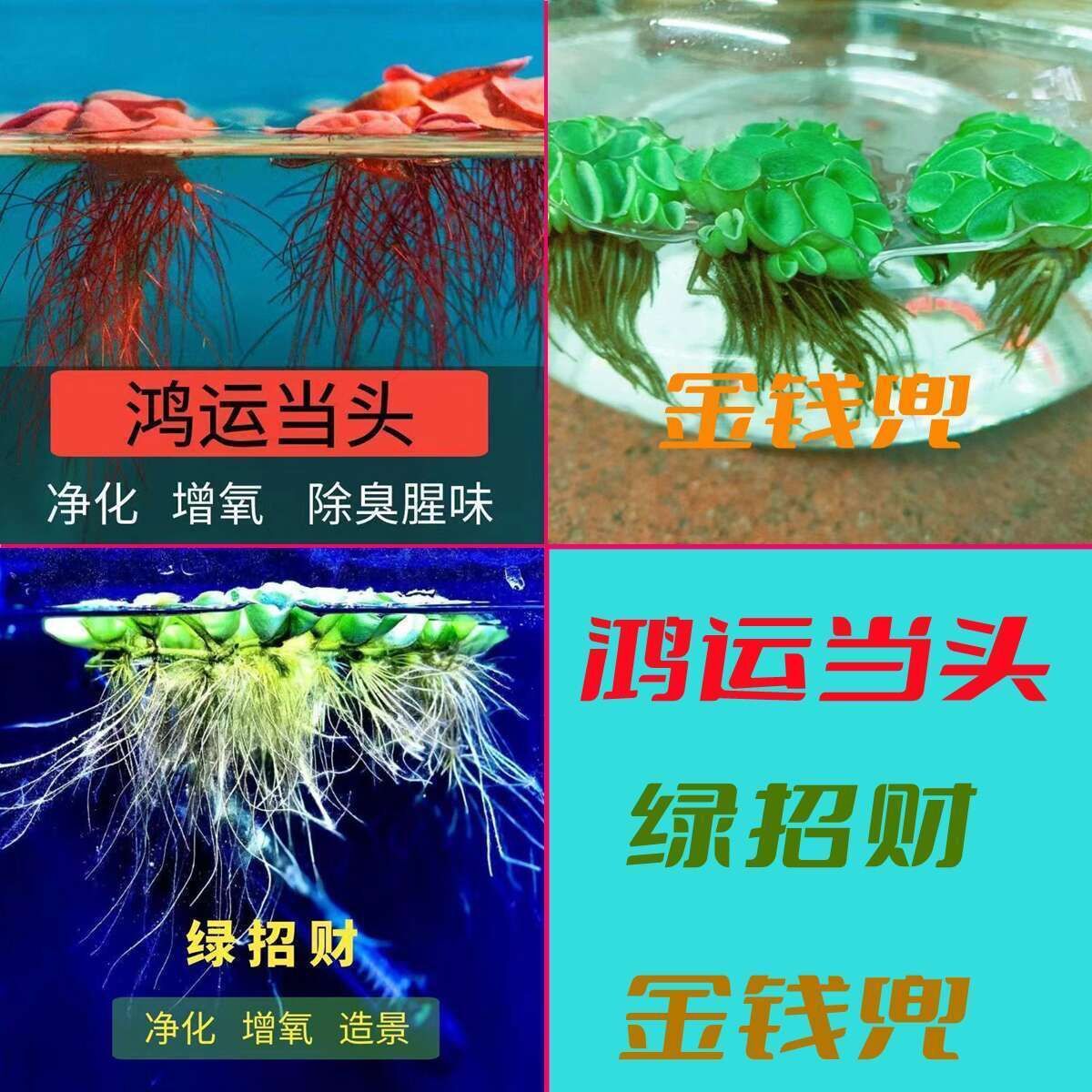 净化水质懒人水草组合鸿运单头绿招财金钱兜水培水生植物鱼缸净化