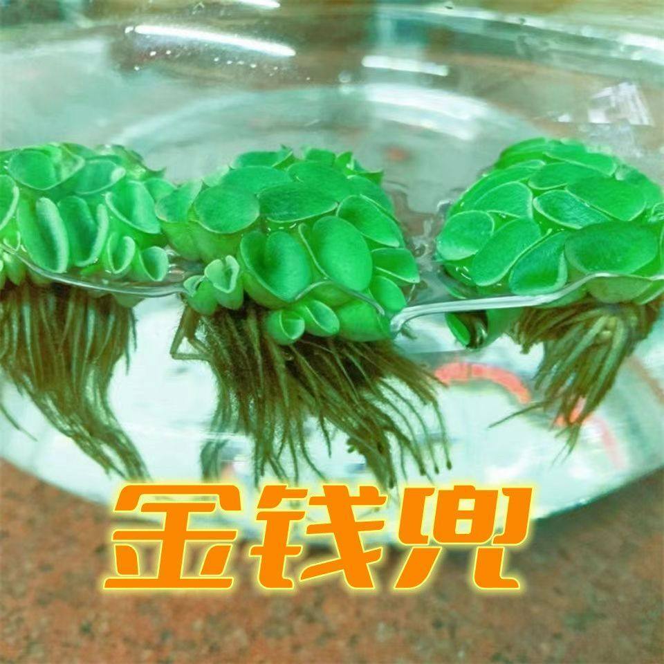 净化水质懒人水草组合鸿运单头水生水草植物水培净化水质龟缸水族
