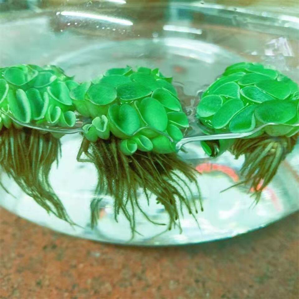 鱼缸造景净化水质肚兜萍水浮萍槐叶萍懒人水草一叶莲浮萍水培植物