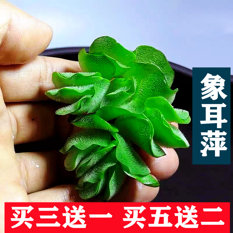 象耳浮萍大叶浮草水培净化水草活体植物观赏浮性水池庭院造景装饰