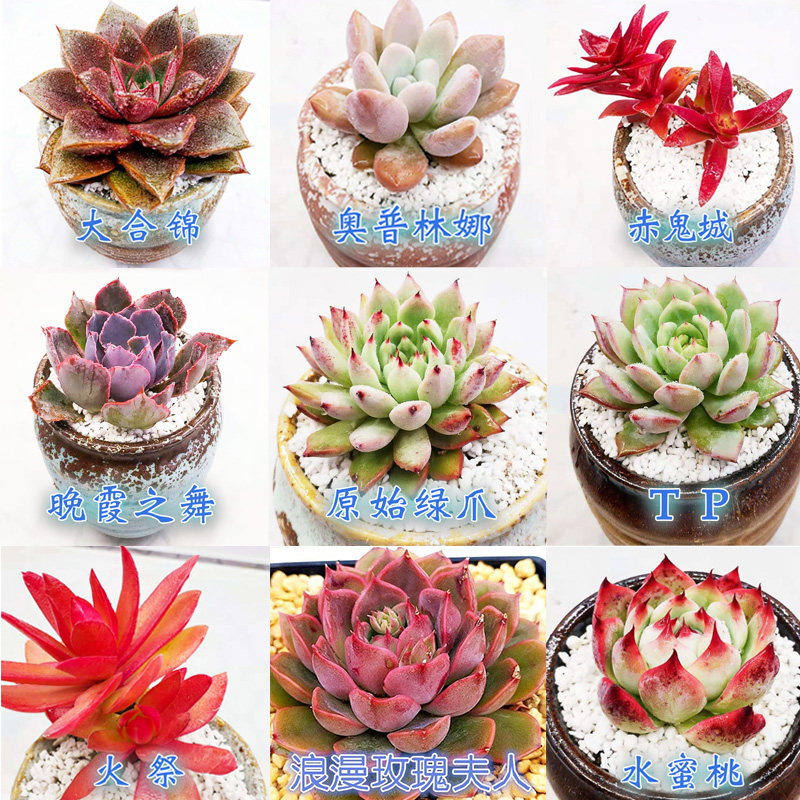 多肉植物豪华套餐卧室新手水蜜桃奥普林娜大合锦晚霞之舞原始绿爪