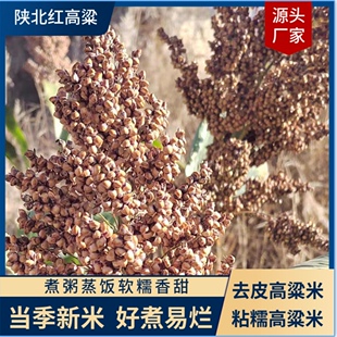 陕北本地红高粱蒸饭煮粥