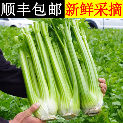 大西芹新鲜去半叶大颗 榨汁专用脆嫩无丝 产地直发顺丰包邮
