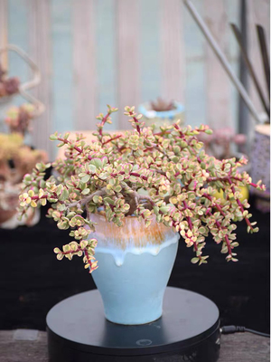 雅乐之舞多肉植物老桩金枝玉叶防辐射桌面室内盆栽花卉