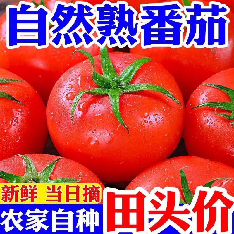 云南番茄西红柿新鲜采摘酸甜多汁沙瓤番茄自然熟农家蔬菜整箱包邮