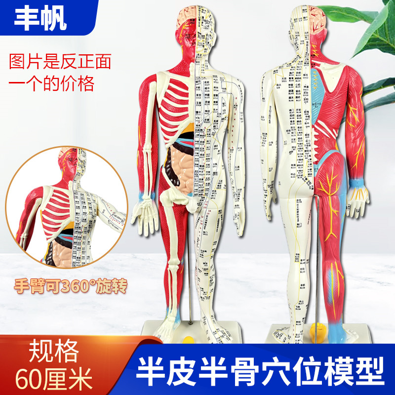 60cm人体针灸模型半肌肉骨骼内脏解刨中医经络穴位铜人五脏六腑