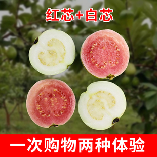 漳州当季 5斤树上熟番石榴软糯香甜木仔 新鲜水果软心芭乐红白混装