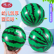 西瓜小皮球幼儿园儿童专用充气弹力拍拍球拍皮球儿童球类户外运动
