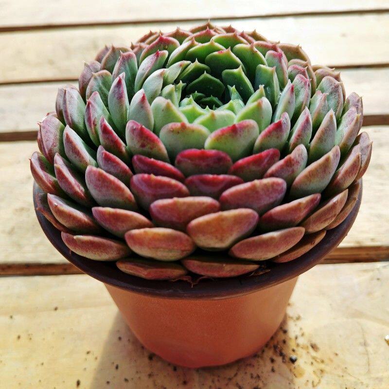 朱砂痣莲花座多肉植物老桩室内阳台花卉绿植盆栽盆景组露西吉娃娃