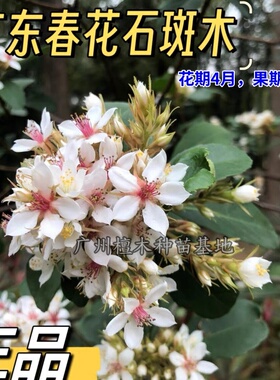 春花石斑木车轮梅树苗室内种植盆景苗石斑木苗四季常绿花期带花苞