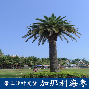 高档行道绿化景观棕榈树加那利海藻苗非洲加拿利海枣树苗常绿耐寒