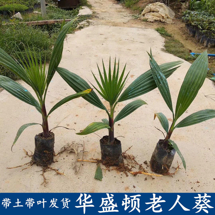 华盛顿老人八面来风棕榈树苗