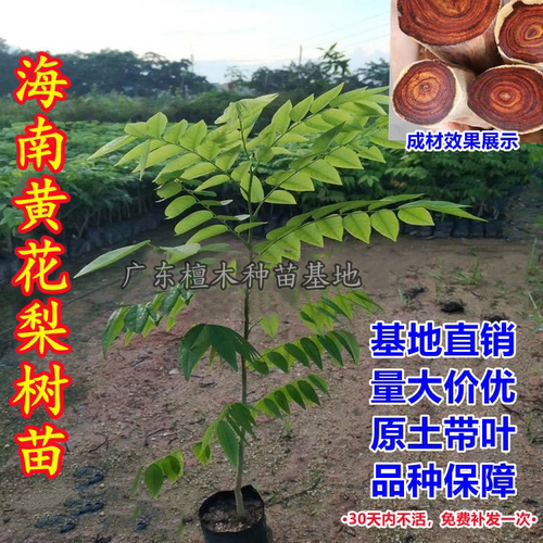 正宗海南黄花梨树苗降香黄檀名贵