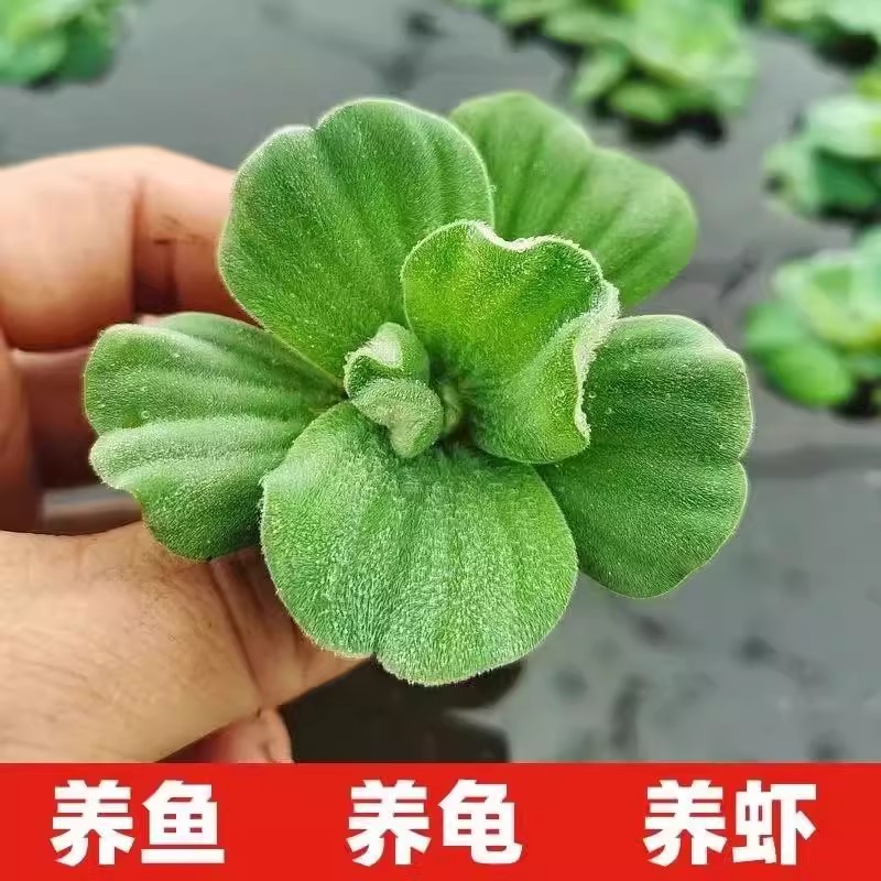 养龟养鱼水芙蓉水白菜水草水培植物池塘龟缸鱼缸净化水质造景养殖