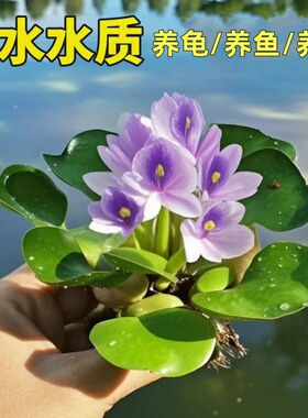 水培凤眼莲花卉四季常青植物水葫芦盆栽庭院池塘摆放净化水质增氧