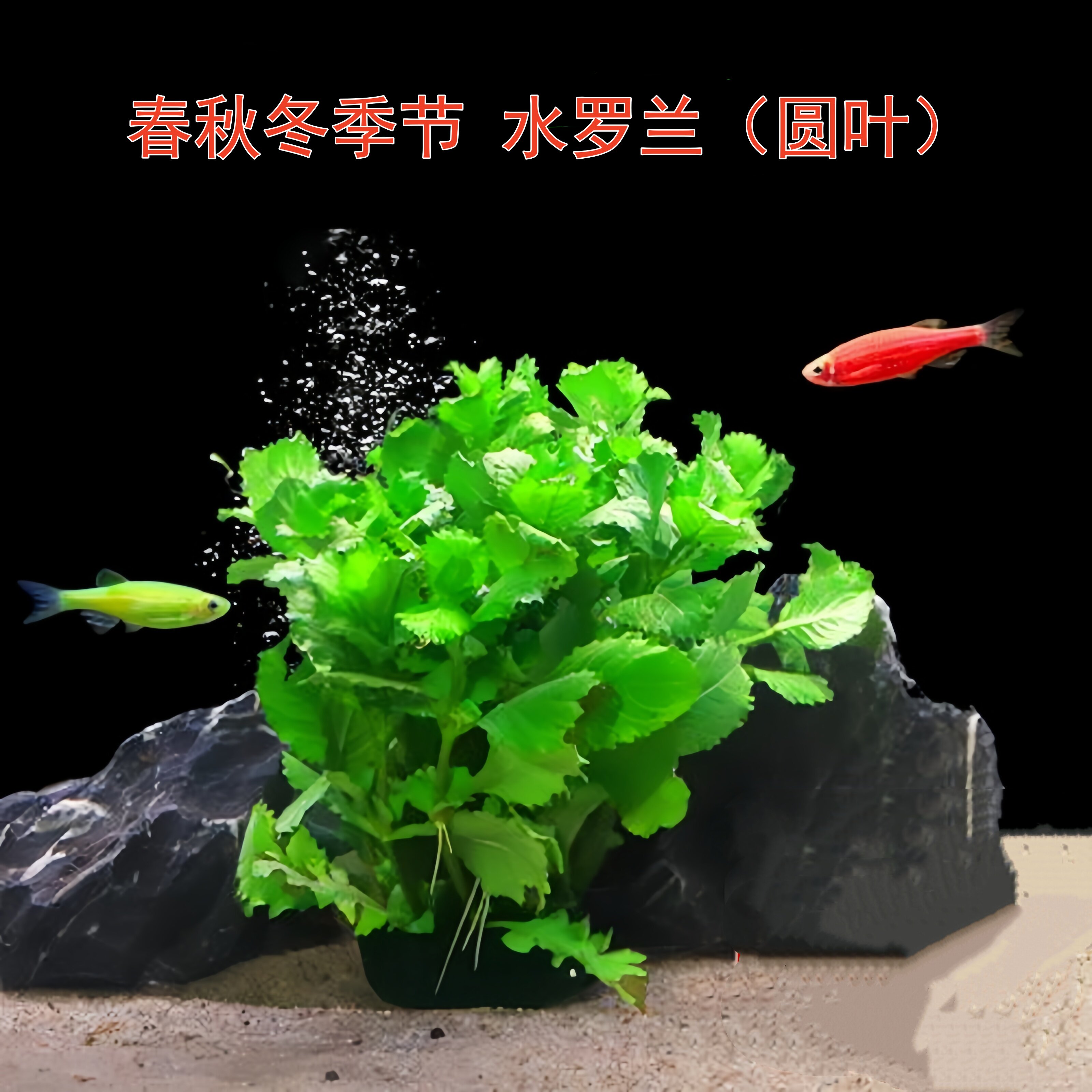 水罗兰坨草鱼缸造景阴性水草