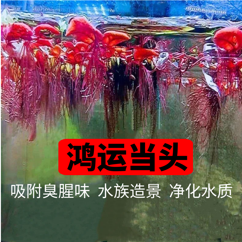 养龟养鱼造景装饰增氧室内水草鱼缸龟缸水培植物浮萍生态净化水质,宠物/宠物食品及用品,造景/装饰,淘宝优惠券,粉丝福利购,淘宝优惠卷