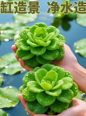 水芙蓉浮萍水生植物鱼缸造景增氧净化水质鱼池鱼塘躲避水草水葫芦