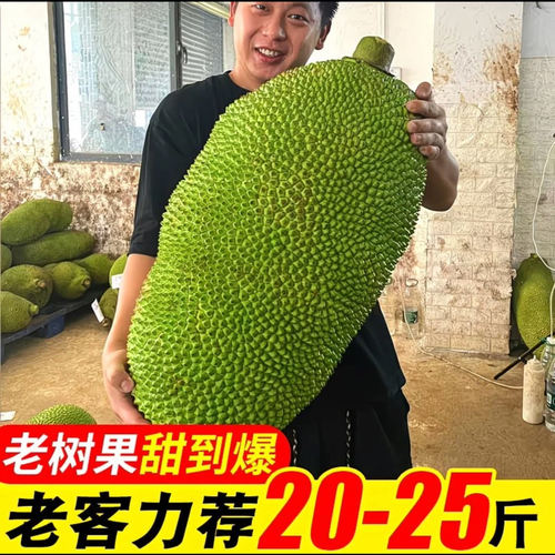 海南三亚黄肉干苞菠萝蜜新鲜采摘水果一整个包邮批发官方旗舰店